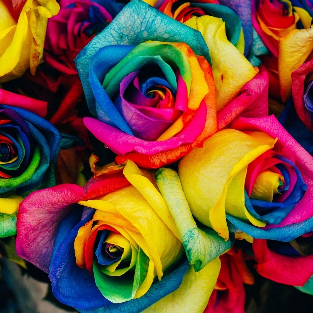 Time to Celebrate Rainbow Rose Bouquet - Shalimar Flower Shop