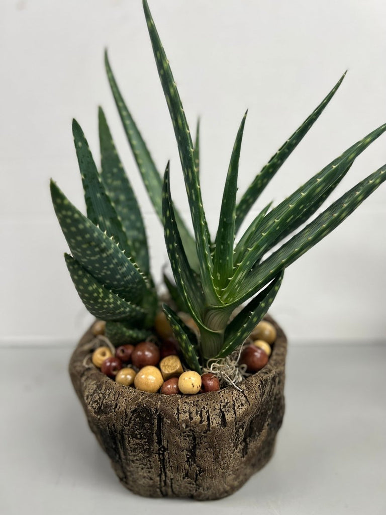 Aloe Vera Planter-1 - Shalimar Flower Shop