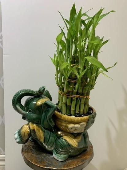 Bamboo in Elephant Vase - Shalimar Flower Shop