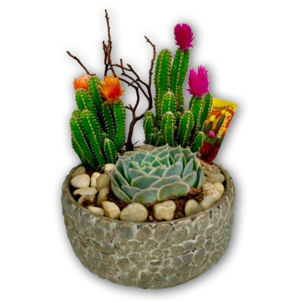 Cactus Dish Garden 2020 - Shalimar Flower Shop