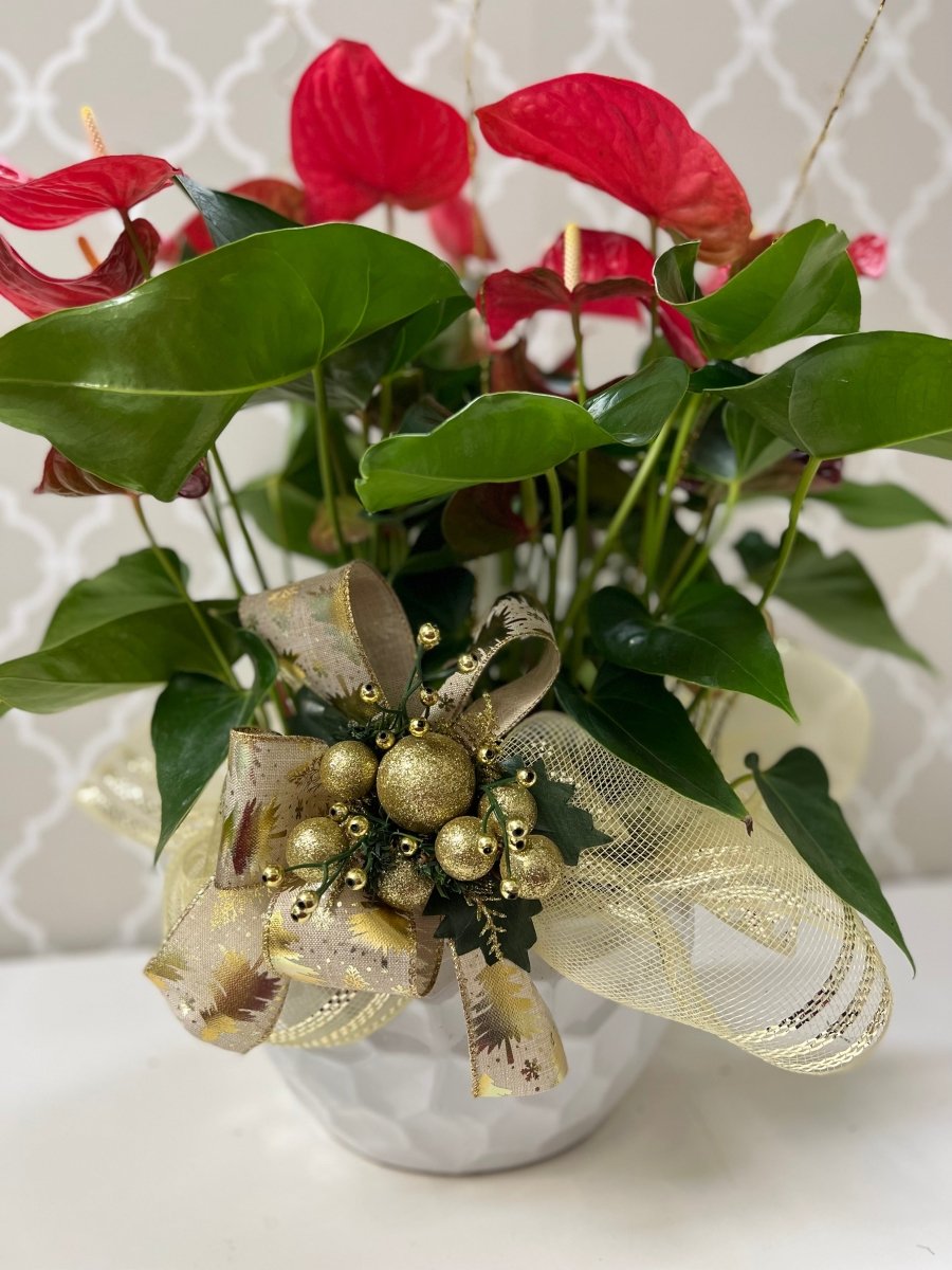 anthurium gift Christmas Anthurium Bowl White