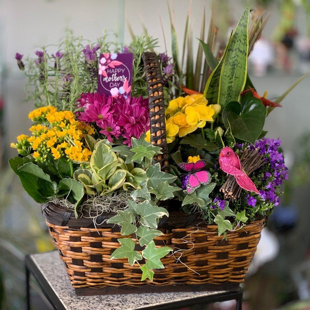 Colourful Planter Basket - Shalimar Flower Shop
