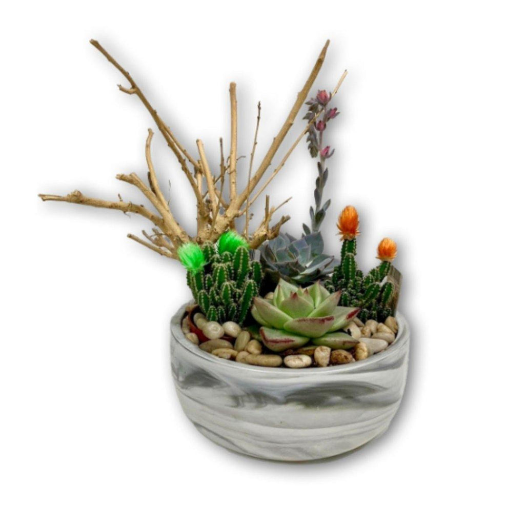 Desert Succulent Cactus Garden in Grey & White Marbled Pot - Shalimar Flower Shop