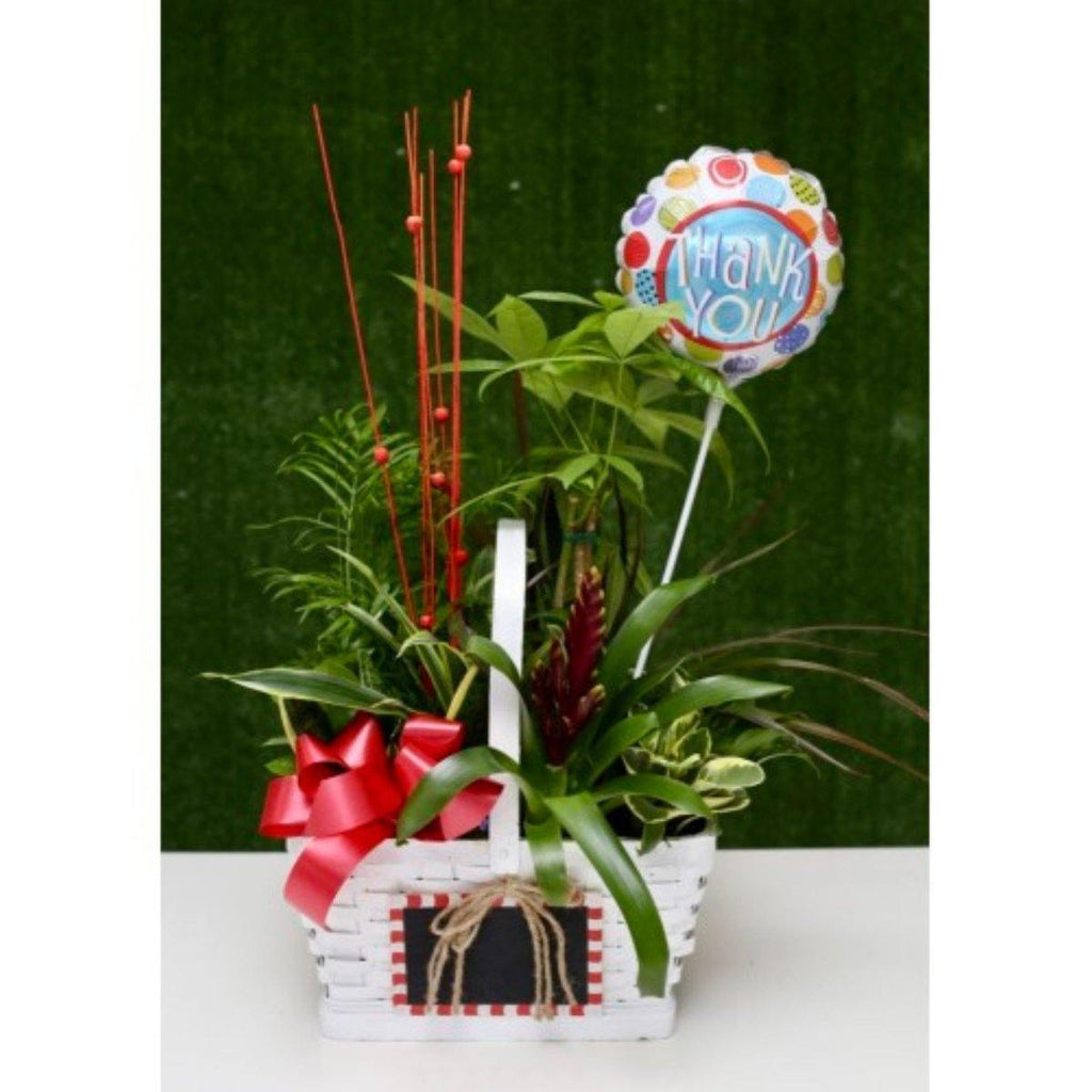 Flowering Green Plants in White Basket with Thank You Balloon - Shalimar Flower Shop