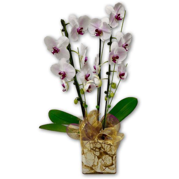 Fragrant Winterberry White Orchids in  White & Gold Marbled Vase - Shalimar Flower Shop