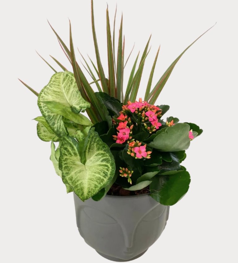 Grey Face Tropical Planter - Shalimar Flower Shop