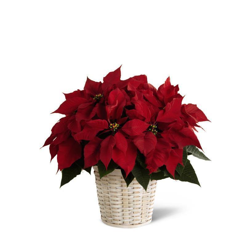 Red Poinsettia Basket (Small) - Shalimar Flower Shop