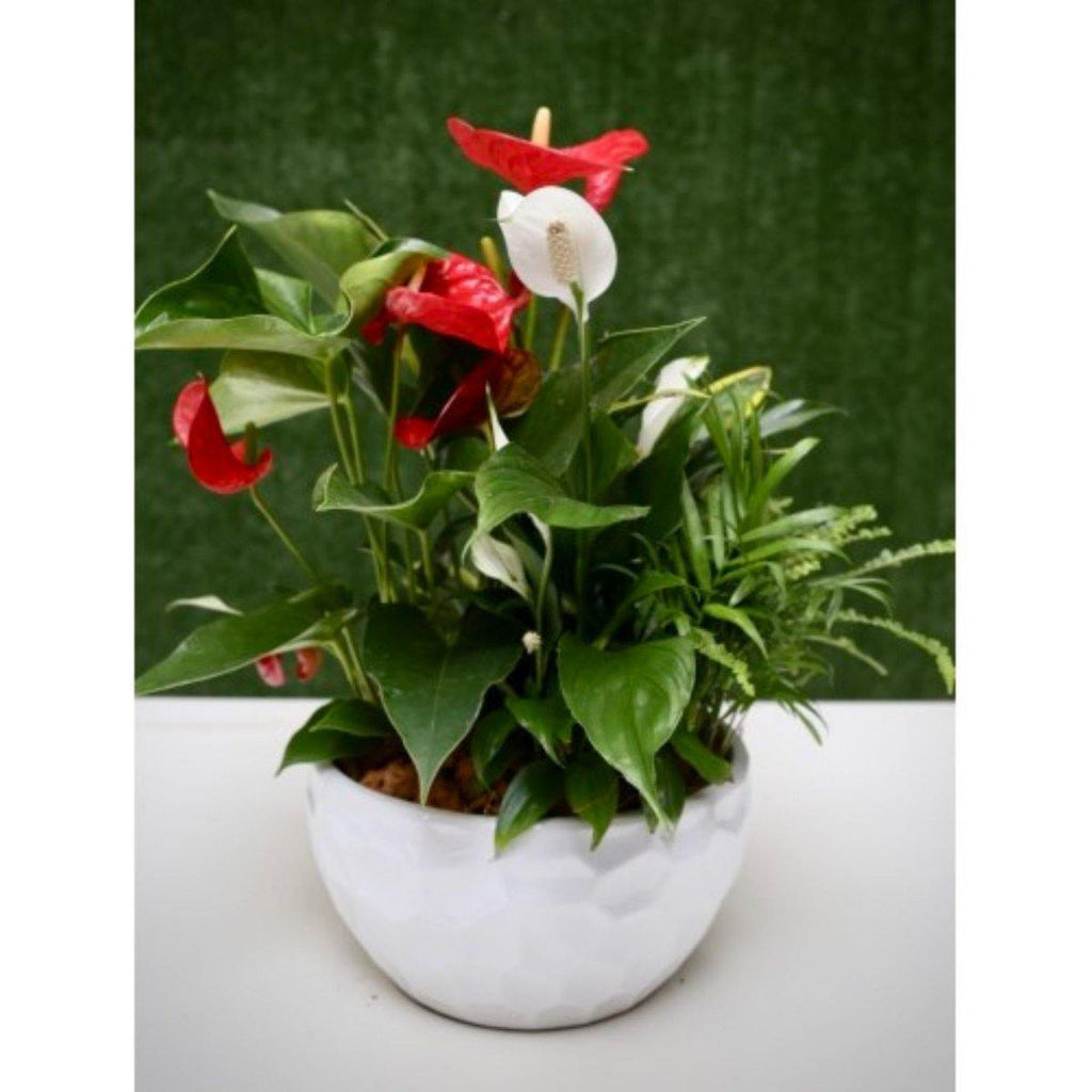 Red & White Elegance in Ceramic Pot - Shalimar Flower Shop
