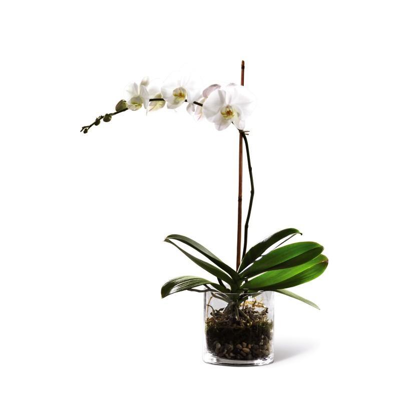 The FTD® White Orchid Planter - Shalimar Flower Shop
