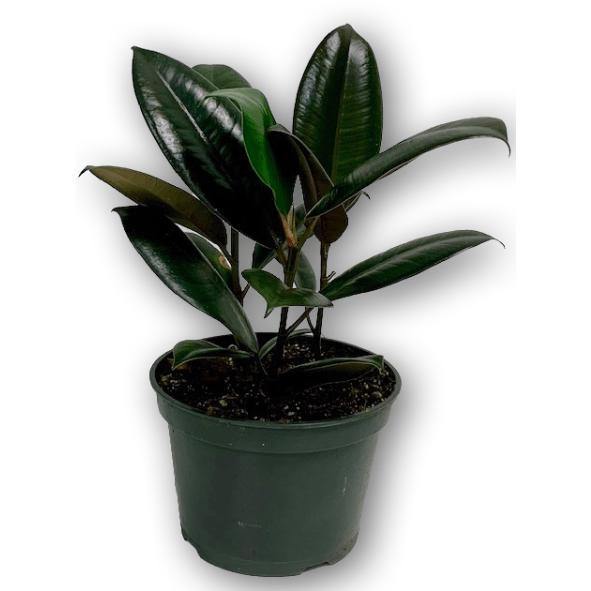 rubber palm plant Vibrant Palm Rubber Plant