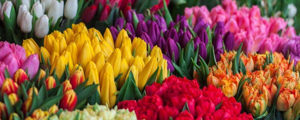 Best Florist in Brampton - Shalimar Flower Shop