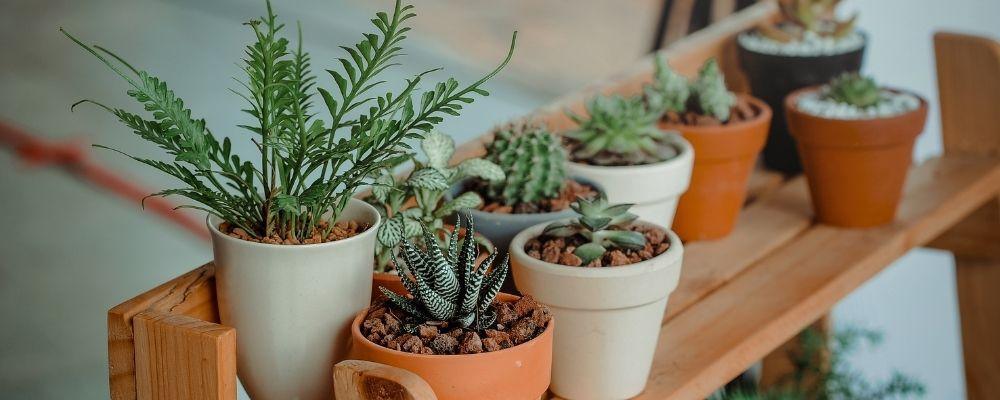 Decorate your Home Office with Plants - Shalimar Flower Shop