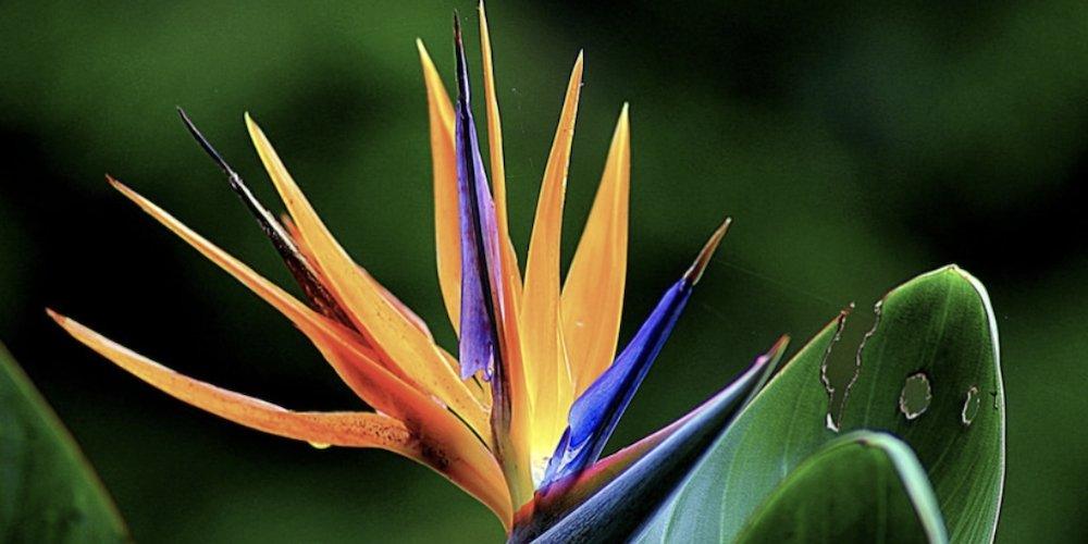 Flower Facts & Meanings:  Bird of Paradise - Shalimar Flower Shop