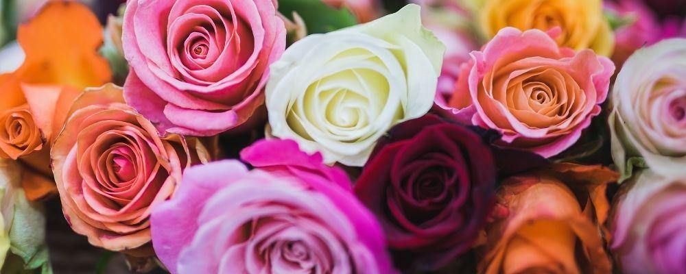 Flower Facts & Meanings: Roses - Shalimar Flower Shop