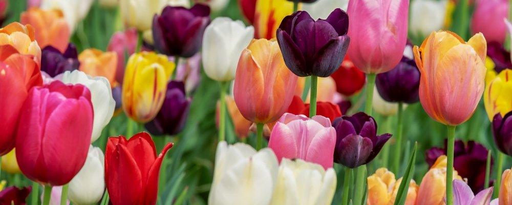 Our Seasonal Floral Guide - Spring Flowers - Shalimar Flower Shop
