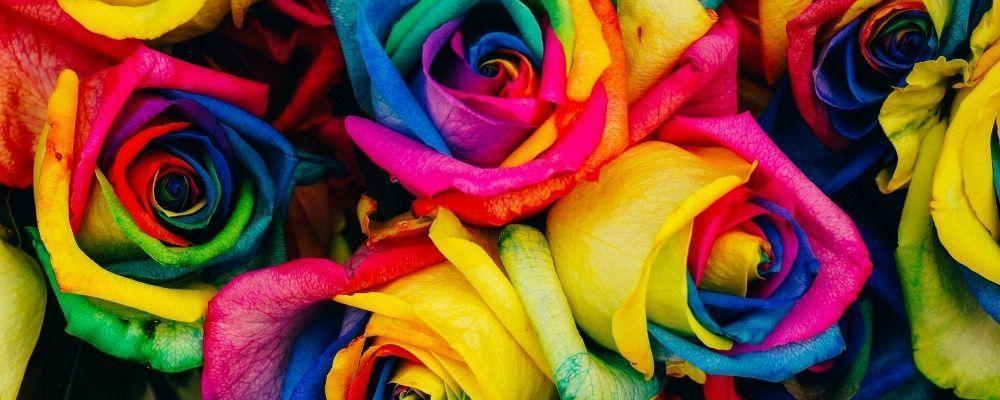 The Mystery Behind Rainbow Roses - Shalimar Flower Shop