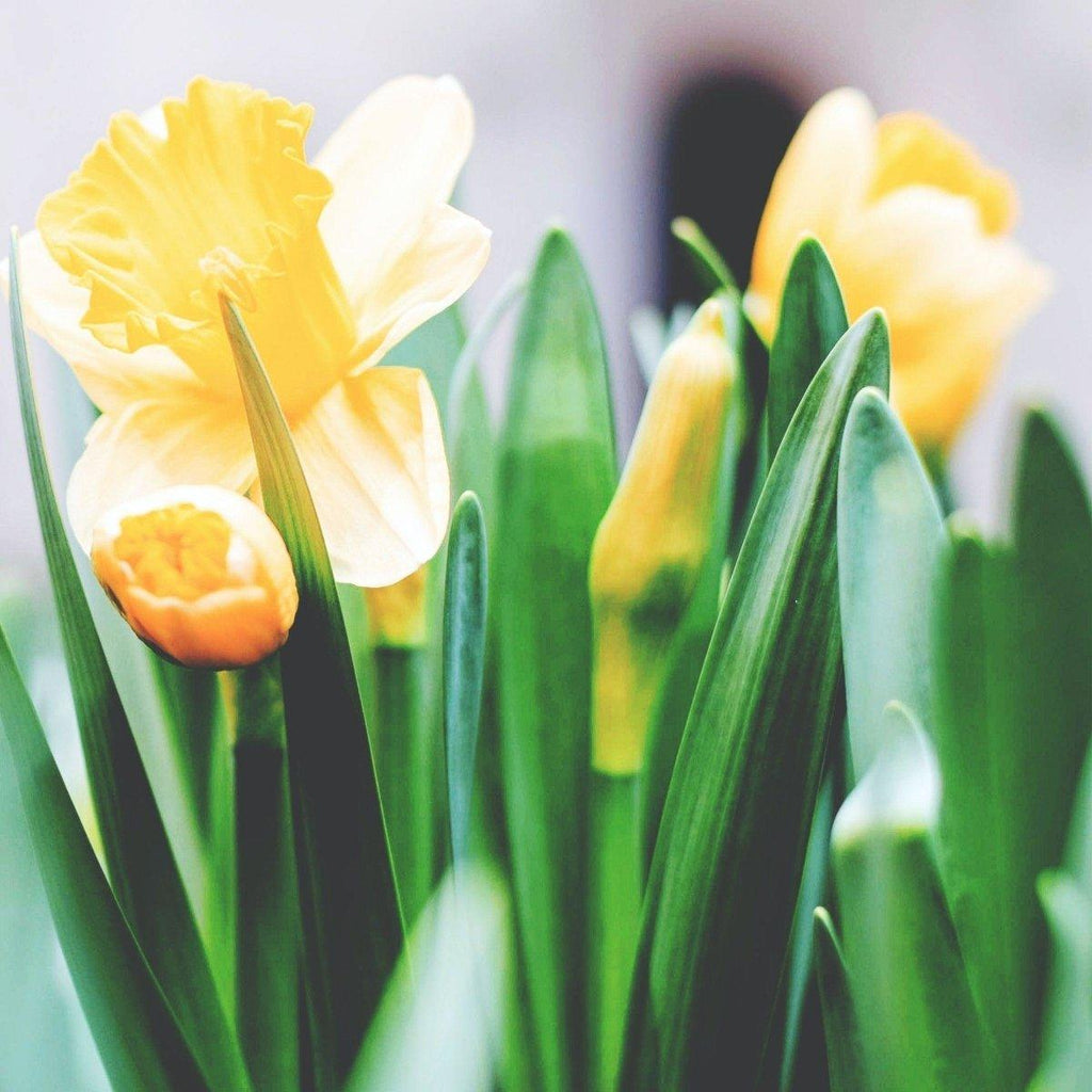 Easter - Shalimar Flower Shop