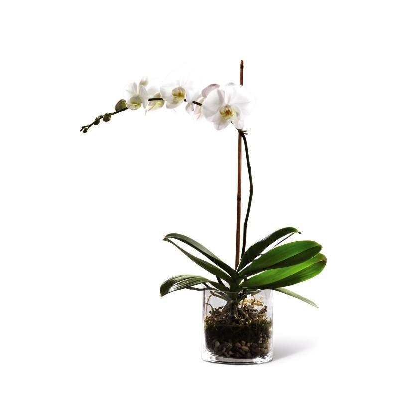 Orchid Plants Shalimar Flower Shop Brampton, ON Florist