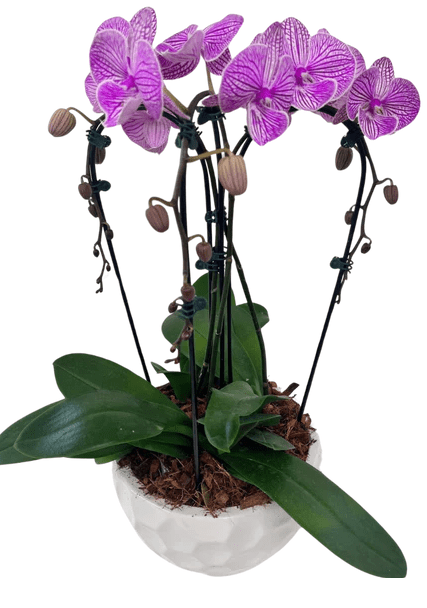 Cascading Orchid Planter - Purple - Shalimar Flower Shop