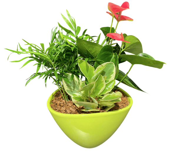 Eillen Anthurium - Lime planter - Shalimar Flower Shop