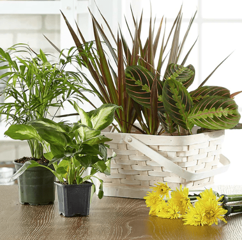 Florist Designed Blooming & Green Plants in Basket - Shalimar Flower Shop