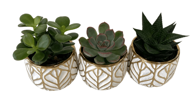 Gold Leaf Succulent - White - Shalimar Flower Shop