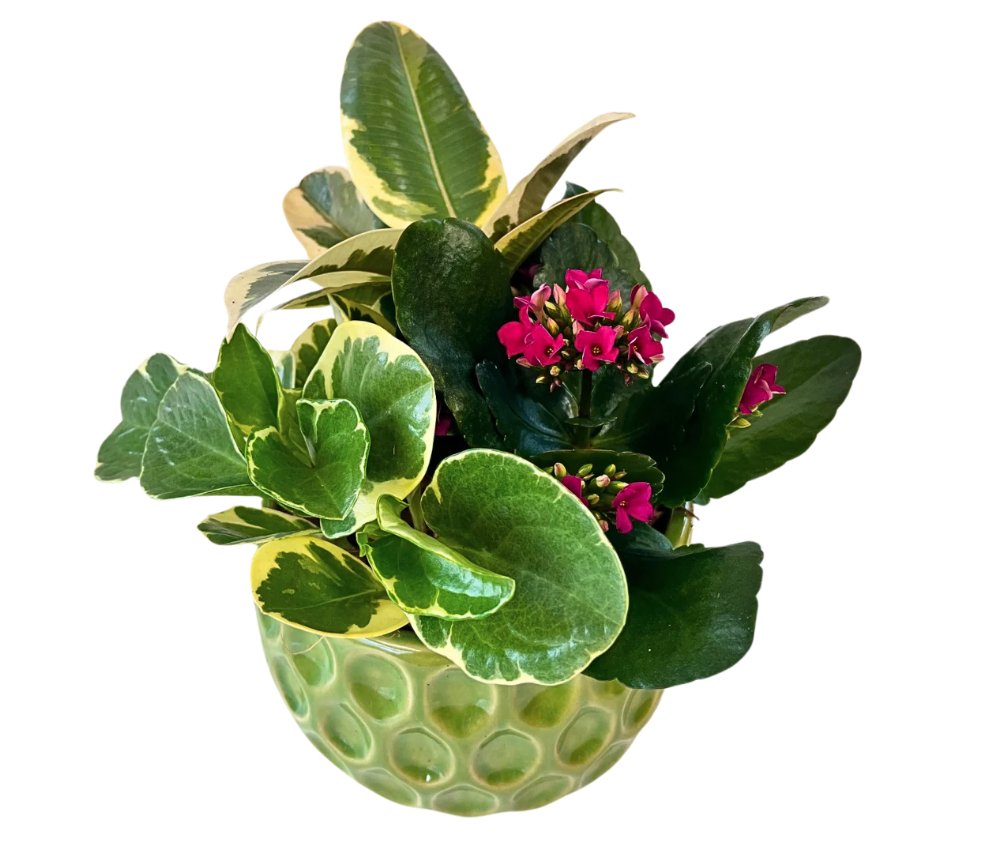 Green Tear Drop Tropical Planter - Shalimar Flower Shop