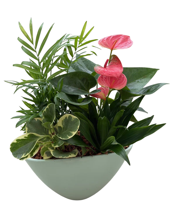 large pastel plant pots Wispy Wonder Garden Plant in Ceramic Pot