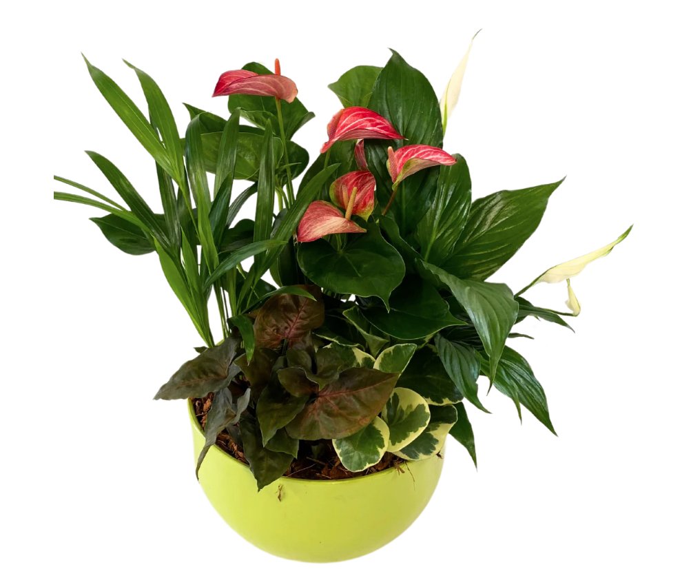 Lime Green Mixed Tropical Planter - Shalimar Flower Shop