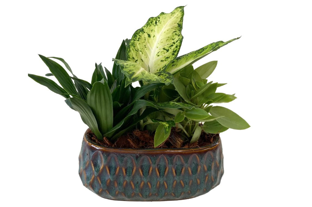 Ogee Tropical Planter - Shalimar Flower Shop