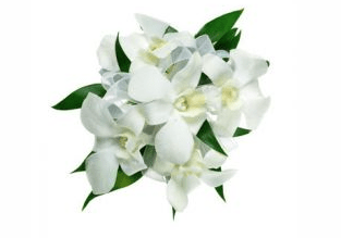 Orchid Corsage - Shalimar Flower Shop