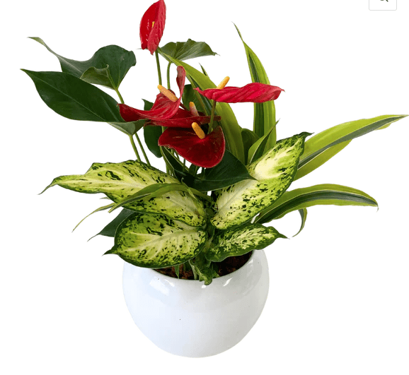 Round Anthurium Tropical Planter - Shalimar Flower Shop