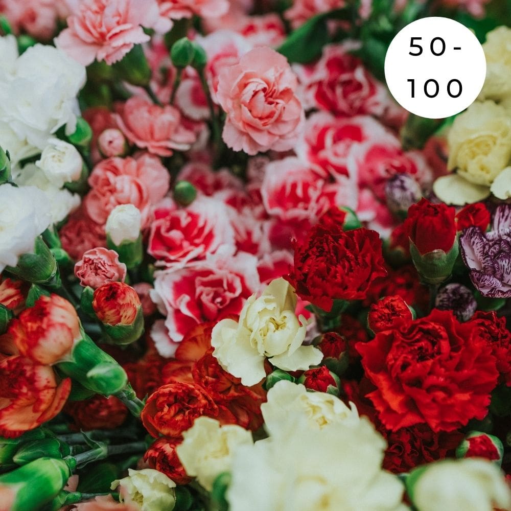 50 - 100 Assorted Carnations - Shalimar Flower Shop