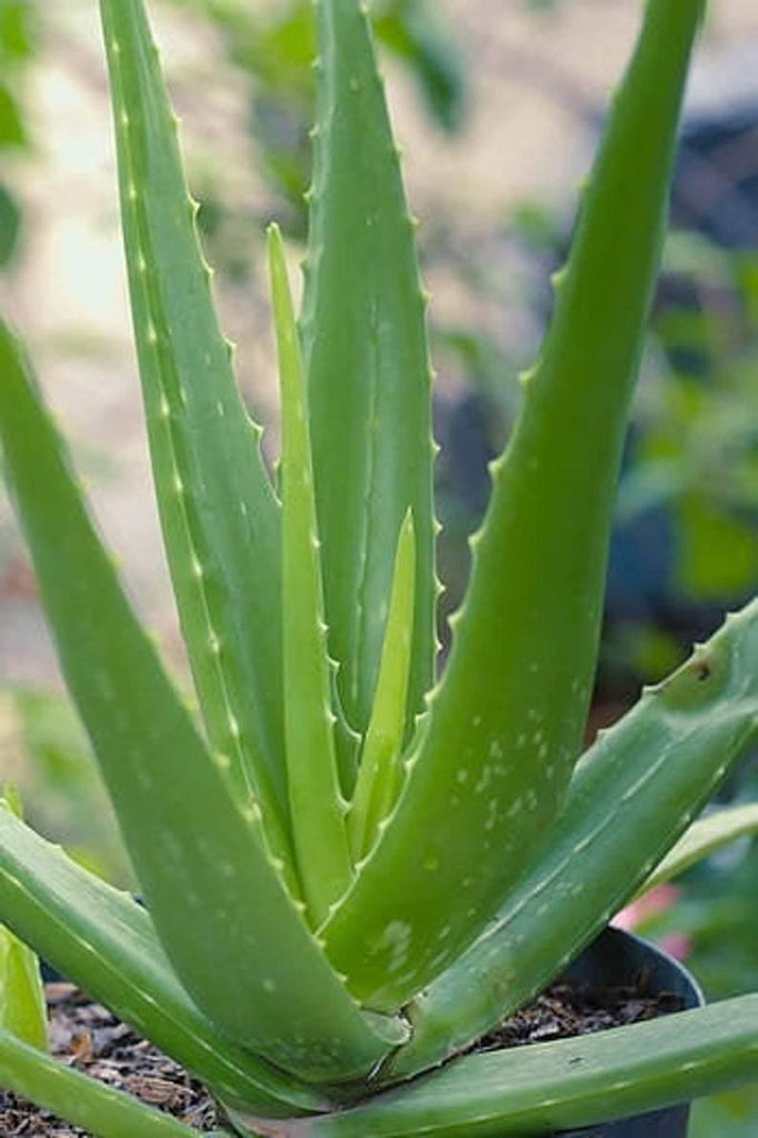 Aloe Vera Plant 5" - Shalimar Flower Shop