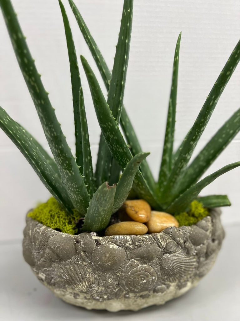 Aloe Vera Planter - Shalimar Flower Shop