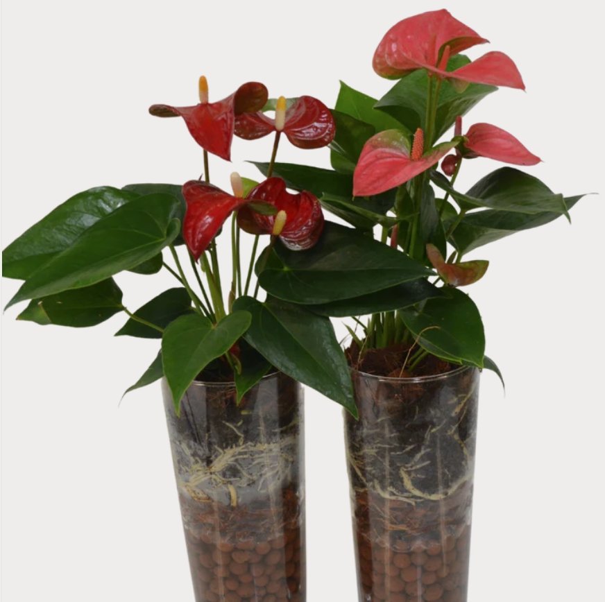 Anthurium in glass - Shalimar Flower Shop