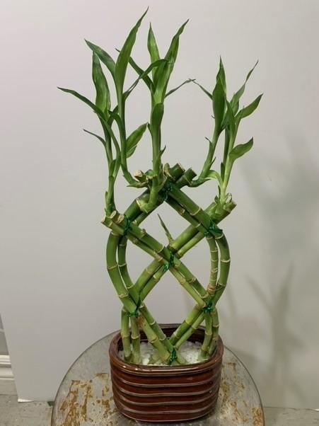 Brilliant Bamboo Gate - Shalimar Flower Shop