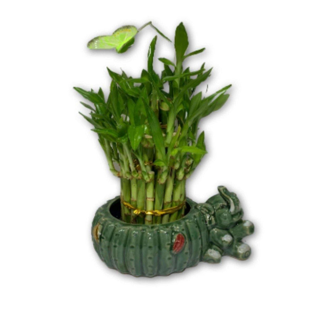 Brilliant Bamboo in Elephant Vase - Shalimar Flower Shop