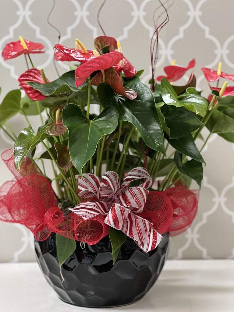 Christmas Anthurium Bowl - Shalimar Flower Shop