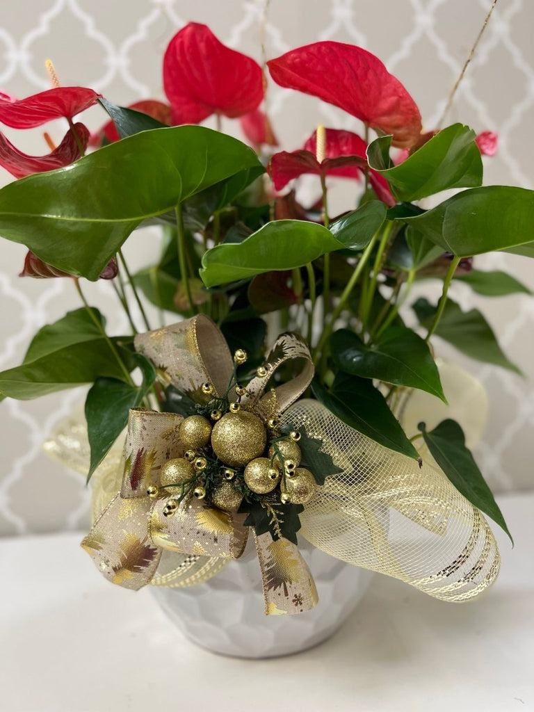 Christmas Anthurium Bowl - Shalimar Flower Shop