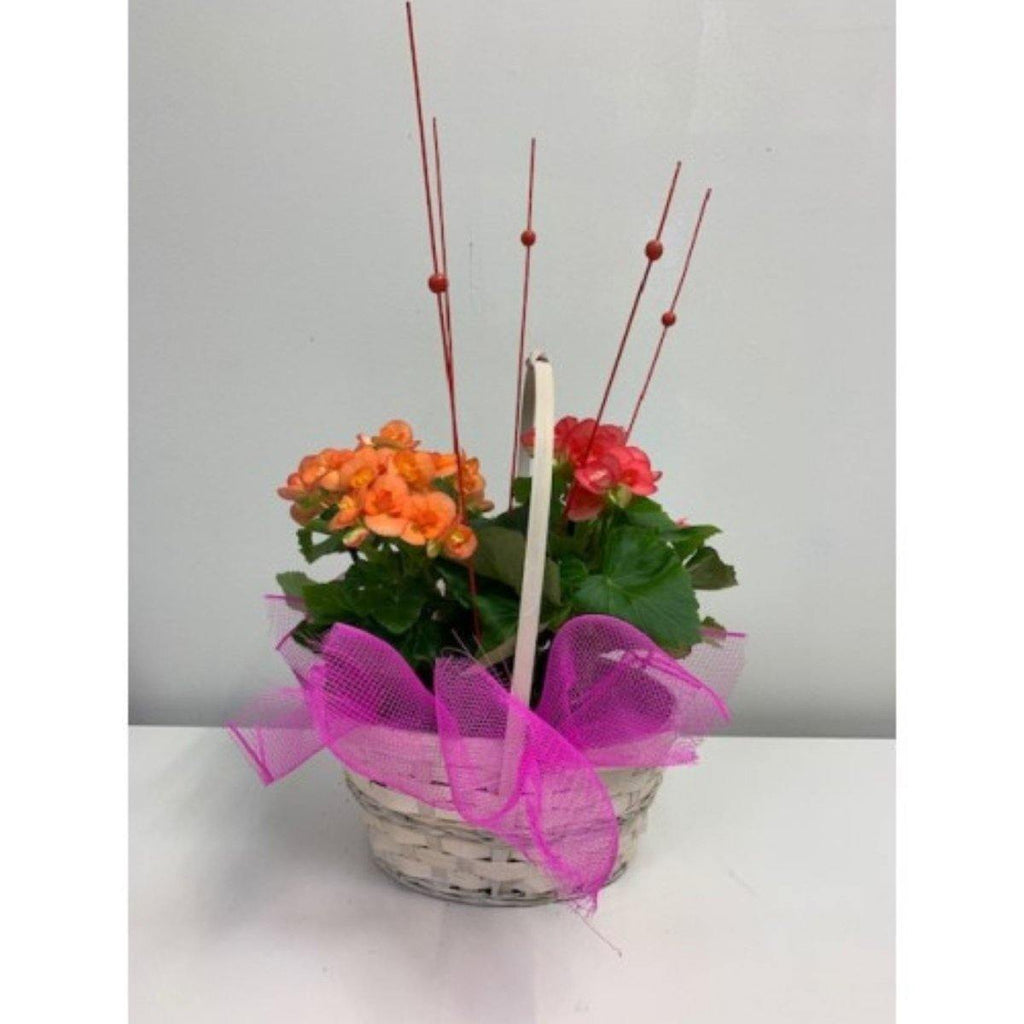 Contemporary Flowering Basket - Shalimar Flower Shop