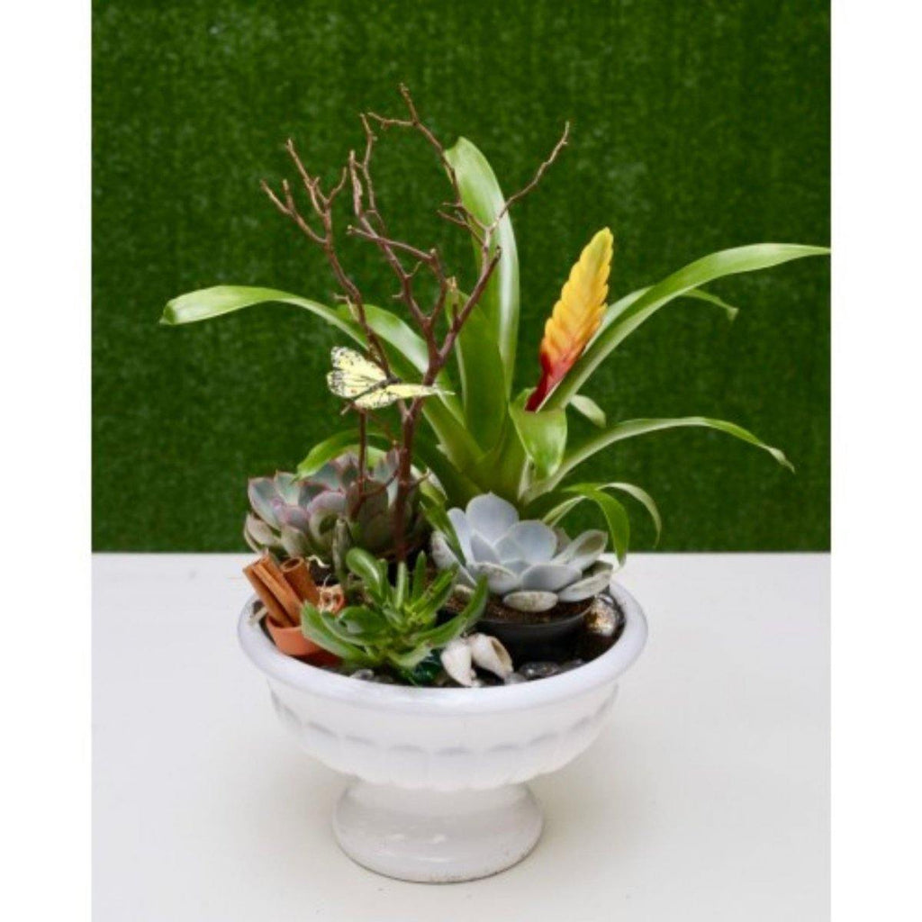 Exquisite Dish Garden with Succulent - Shalimar Flower Shop