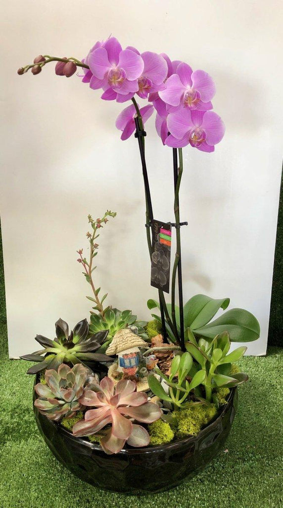 Extraordinary Orchid in Dish Garden - Shalimar Flower Shop