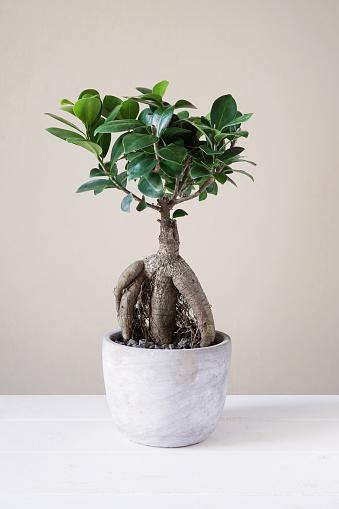 Ficus Ginseng Bonsai - Shalimar Flower Shop