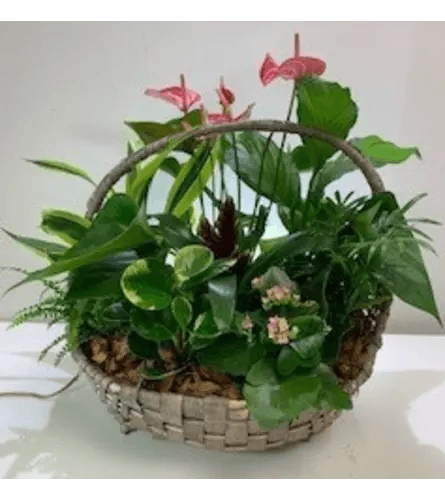 Flowering & Green Plants in a Basket - Shalimar Flower Shop
