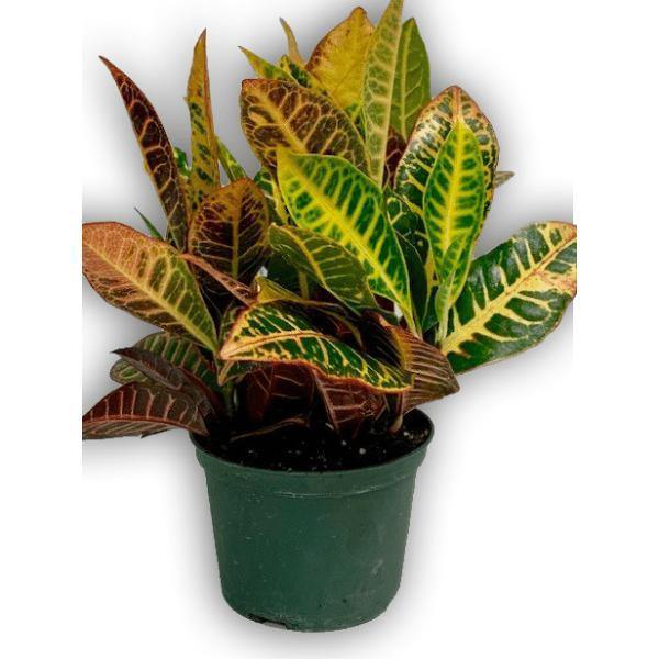 Fresh Green Spring Croton Plant in Green Container - Shalimar Flower Shop
