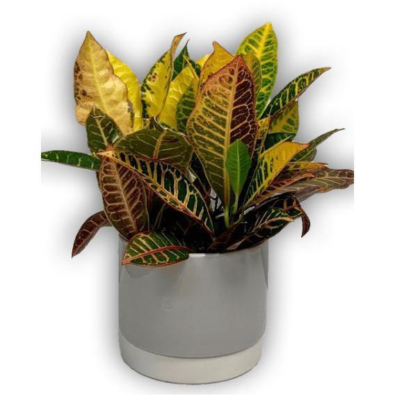 Fresh Green Spring Croton Plant in Grey Ceramic Pot - Shalimar Flower Shop