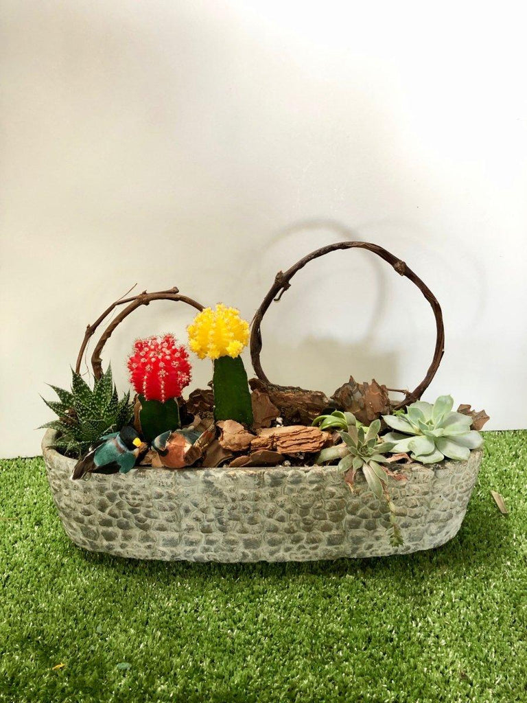 Glowing Cacti Dish Garden - Shalimar Flower Shop