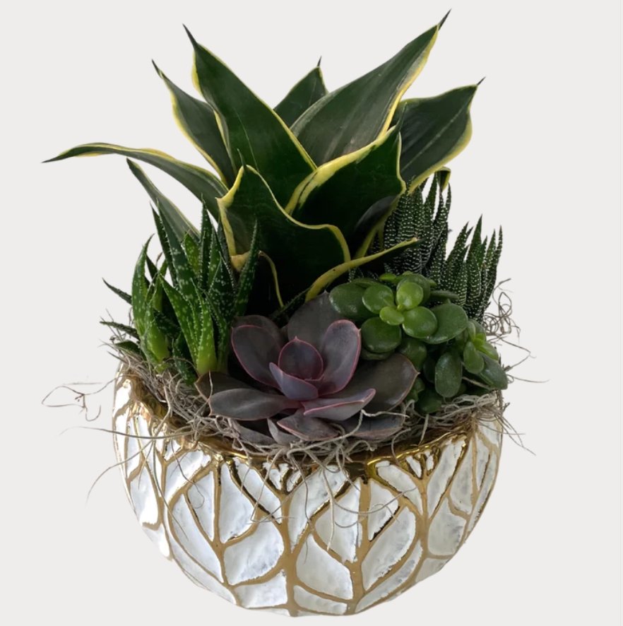 Gold-Leaf Succulent Planter - Shalimar Flower Shop