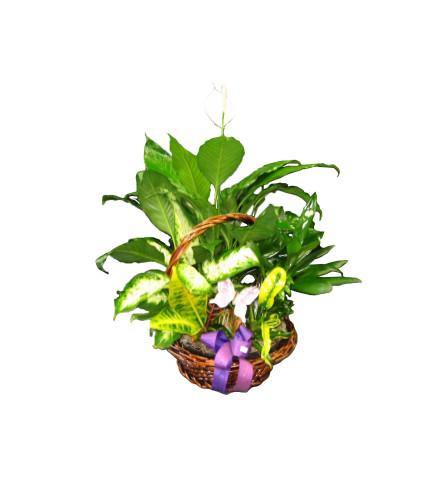 Gorgeous Green Planter Basket - Shalimar Flower Shop